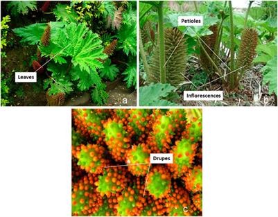 Chilean Rhubarb, Gunnera tinctoria (Molina) Mirb. (Gunneraceae): UHPLC-ESI-Orbitrap-MS Profiling of Aqueous Extract and its Anti-Helicobacter pylori Activity